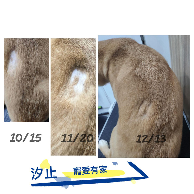 寵愛有家－蛋寶(柴犬)