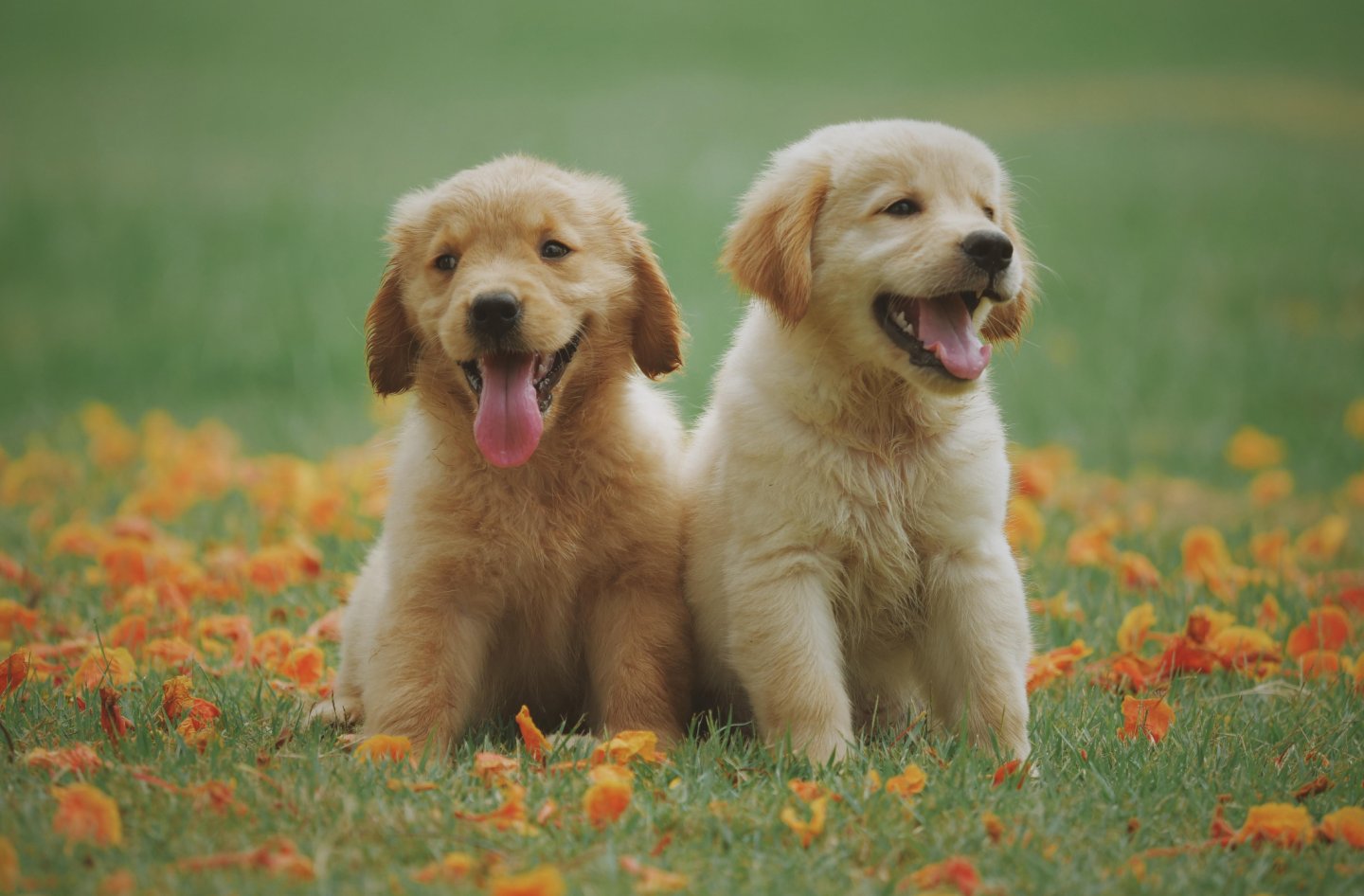 寵物美容師－桃樂絲